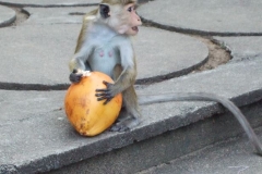 Der Affe hat gerade die Kokosnuss geklaut